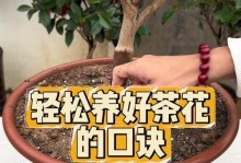 冬天养茶花的关键要点（茶壮是关键，掌握这些养护技巧让你的茶花健康过冬）