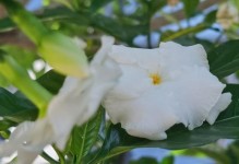 盆栽假狗牙花的养殖技巧（了解假狗牙花的特点与喜好，助你养殖成功）