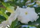 盆栽假狗牙花的养殖技巧（了解假狗牙花的特点与喜好，助你养殖成功）