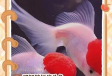 红运当头扦插方法——让你家的植物茁壮成长（简单易行的扦插方法，助您成功繁殖植物）