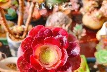 法师多肉——易养好养的多肉植物（养殖方法和养护要点）