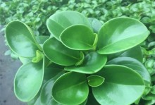 碧玉的种类和特点