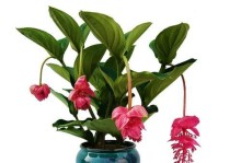 宝莲灯花的开花周期与特点（一年开几次花？如何妥善护理？）