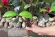 茶花叶子发黄的原因及治疗方法（茶花叶子发黄的关键原因和针对性治疗措施）