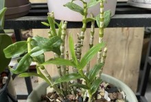 石斛不开花，可能是这些原因造成的（了解石斛的生长习惯与养护技巧，让它开出美丽的花朵）