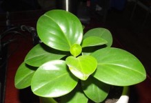 喜阴好养的花卉推荐（15种适合在阴暗环境下生长的花卉及其养护方法）