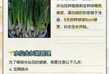 水仙花的生长环境与特点（探究水仙花的喜好和成长过程，为你的水仙花种植提供参考）