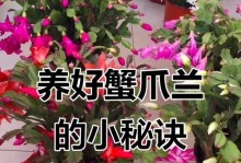 如何有效管理蟹爪兰的开花（蟹爪兰的养护技巧与注意事项）