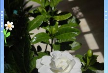 北方栀子花管理技巧（打造北方栀子花花园的秘诀）