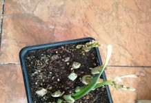 水仙花的根系及其特点（了解水仙花的根系结构和生长习性，助力种植）