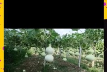 水葫芦的生长周期（了解水葫芦的生长过程及关键时间节点）