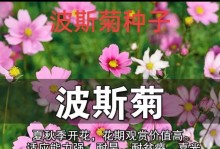 夏天的波斯菊之美（探寻波斯菊的播种之道）