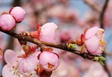 杏花开花季节（探秘杏花盛开的季节和时间）