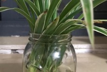 兰花水培的方法与技巧（让你的兰花在水中生长，解决土壤污染和浇水难题）