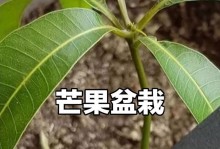 以芒果怎么种观赏盆栽（打造居家小芒果园，花果兼收）