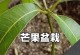 以芒果怎么种观赏盆栽（打造居家小芒果园，花果兼收）
