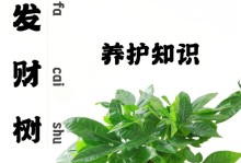 如何补救发财树烂根（烂根后重新生根方法）