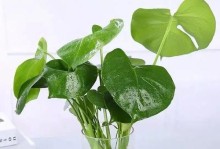 如何选用适合花多多1号的植物（以适合浇水的植物为主）