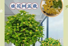 如何解决桂花盆栽主干过高的问题（桂花盆栽修剪技巧与方法）