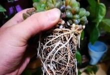 多肉根烂了怎么办？——救治与预防多肉植物根烂的方法（挽救你心爱的多肉植物，让它重新焕发生机！）