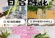 百合花的魅力与剪花技巧（以百合切花，打造独特的花束艺术）
