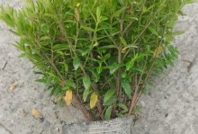 满天星盆栽的种植技巧（一起来学习如何种植满天星吧！）