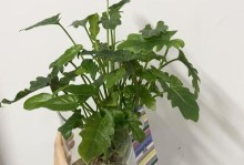 以小天使盆栽怎么养（精心呵护，让小天使盆栽焕发生机）