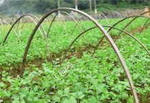 芹菜施肥技巧（选对施肥方法，种出健康芹菜）