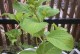 从花苗到移盆（掌握移盆技巧，帮助花苗茁壮成长）