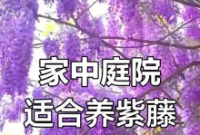 以紫腾罗怎么养，打造花园中的紫色之梦（了解紫腾罗的特点，打造迷人的紫色花坛）