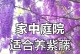 以紫腾罗怎么养，打造花园中的紫色之梦（了解紫腾罗的特点，打造迷人的紫色花坛）