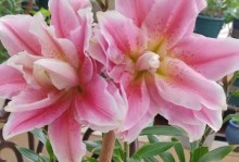 冬季百合花的养殖技巧（打造美丽花园，从冬季百合花养护开始）