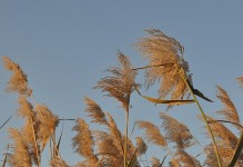 芦苇——湿地之王（生态价值与利用前景）