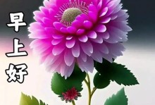 友情长久，一生相伴（寻找代表友情长久的花——长寿花）