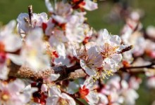 杏花开花时间及季节（四季更迭，杏花绽放）