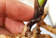 挽救大叶蕙兰烂根的方法（有效护理技巧帮你恢复大叶蕙兰的健康）