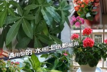 发财树绿萝养殖全攻略（如何快速繁殖发财树绿萝，培养居家财富？）