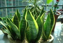 打造繁花似锦的虎皮兰，享受爆仔快乐（养护技巧一览，轻松迎接花季）