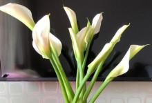 以马蹄莲的摆放与布置技巧（打造室内鲜花环境的关键一步）