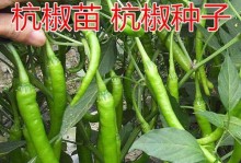 辣椒的生命周期（探寻辣椒植株的成长周期及其关键特征）