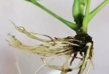 君子兰花开不了的原因及解决方法（气温低、环境不适合，如何帮助君子兰花正常开花？）