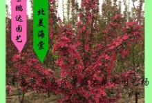紫叶海棠移栽的步骤与技巧（掌握关键技巧，轻松移栽紫叶海棠）