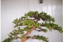 如何浇水才能让雅乐之舞更美丽？（掌握浇水技巧，让雅乐之舞花园更加迷人）