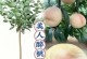 掌握醉美人幼苗养护技巧，让其茁壮成长（以醉美人幼苗怎么养不大为主题，分享15个关键养护要点）