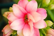 如何正确管理长寿花花期（长寿花养护的要点及方法）