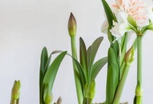 朱顶花的养殖技巧及注意事项（打造美丽花园，从朱顶花开始）