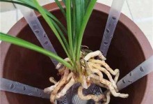 兰花上盆与养护方法（让你的兰花常青常美，做个专业的兰花养护师）