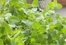 室外种植薄荷的注意事项（了解如何在户外种植健康的薄荷）