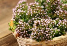 以小盆满天星怎么养（室内种植满天星的技巧与注意事项）
