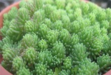 揭秘薄雪万年草不黄之谜（探索万年草为何不受寒冷气候影响的奥秘）
